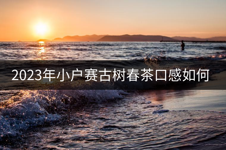 2023年小戶賽古樹春茶口感如何？