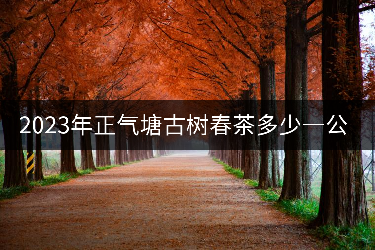 2023年正氣塘古樹(shù)春茶多少一公斤？