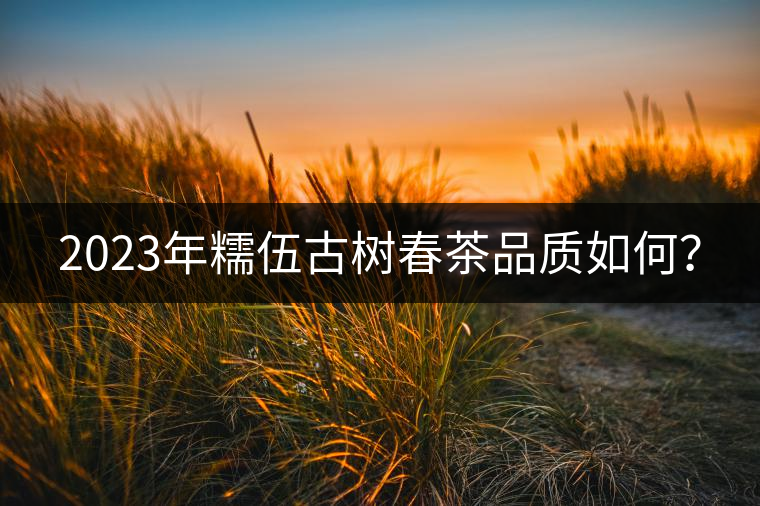 2023年糯伍古樹春茶品質如何？