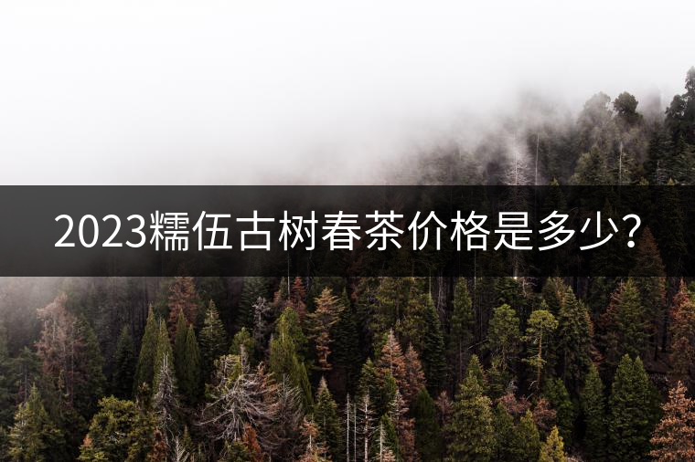 2023糯伍古樹春茶價格是多少? 2023糯伍古樹春茶價格是多少?