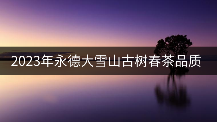 2023年永德大雪山古樹春茶品質如何? 2023年永德大雪山古樹春茶品質如何?