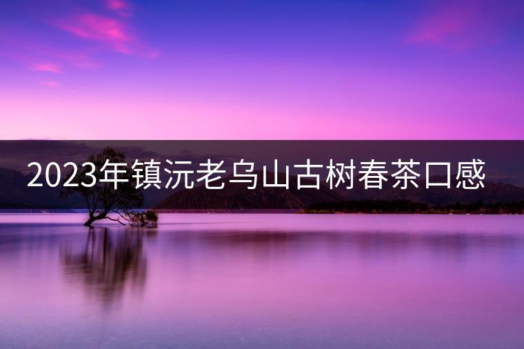 2023年鎮沅老烏山古樹春茶口感怎么樣？