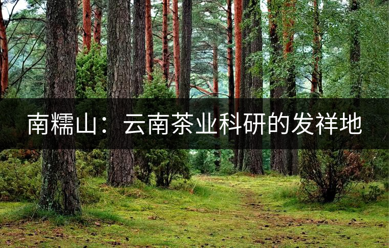 南糯山:云南茶業科研的發祥地 南糯山:云南茶業科研的發祥地