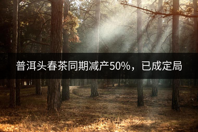 普洱頭春茶同期減產(chǎn)50%，已成定局