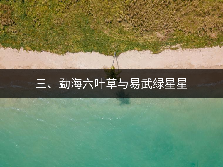 三、勐海六葉草與易武綠星星 三、勐海六葉草與易武綠星星