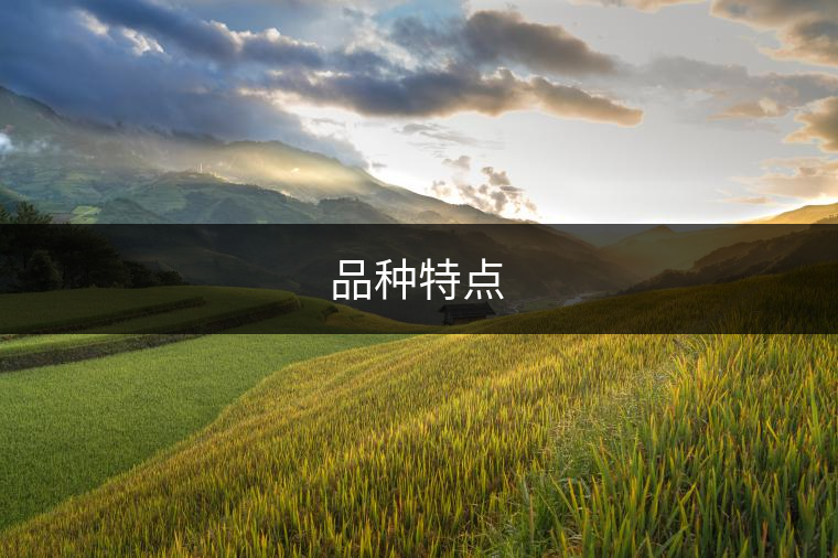 品種特點 品種特點