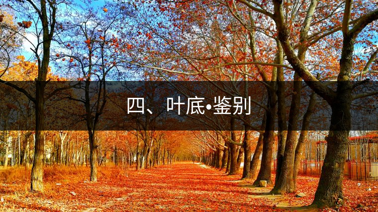 四、葉底?鑒別 四、葉底?鑒別