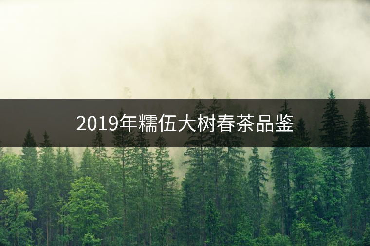 2019年糯伍大樹(shù)春茶品鑒