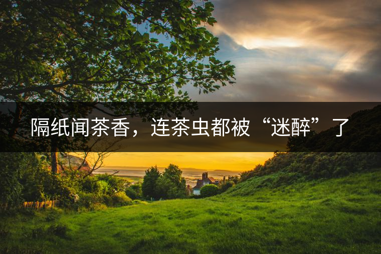 隔紙聞茶香,連茶蟲都被“迷醉”了 隔紙聞茶香,連茶蟲都被“迷醉”了