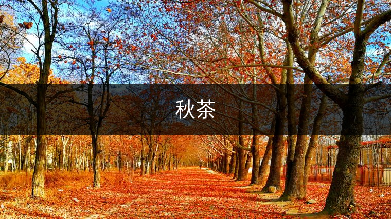 秋茶 秋茶