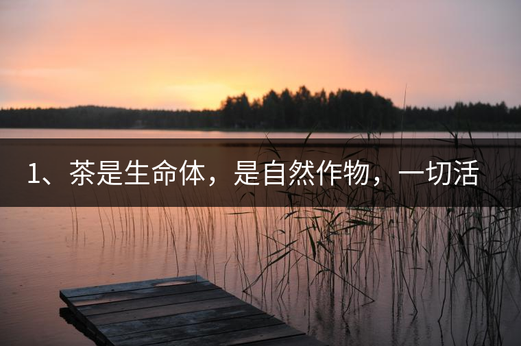 1、茶是生命體，是自然作物，一切活動受自然規(guī)律影響。