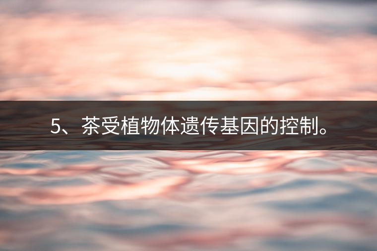 5、茶受植物體遺傳基因的控制。 5、茶受植物體遺傳基因的控制。