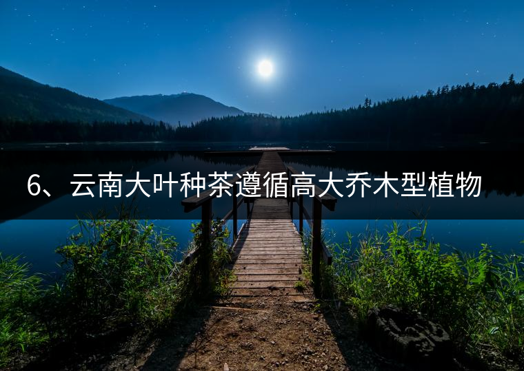 6、云南大葉種茶遵循高大喬木型植物的普遍規(guī)律。 6、云南大葉種茶遵循高大喬木型植物的普遍規(guī)律。