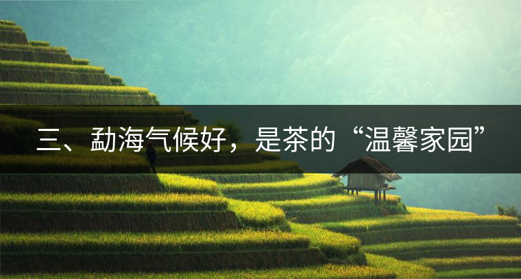 三、勐海氣候好,是茶的“溫馨家園” 三、勐海氣候好,是茶的“溫馨家園”