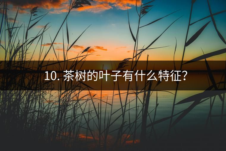 ? 10. 茶樹的葉子有什么特征? ? 10. 茶樹的葉子有什么特征?
