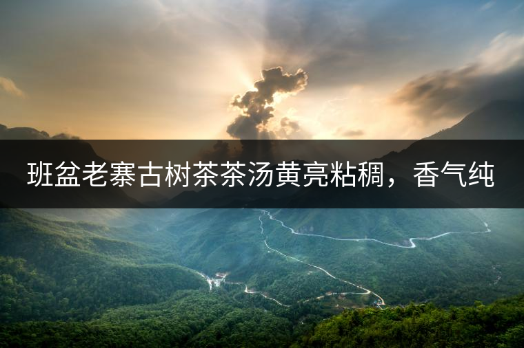 班盆老寨古樹茶茶湯黃亮粘稠，香氣純高，滋味清甜柔順，略苦澀，苦澀不會持久1-2秒后轉為甘甜，喉嚨清爽無燥感，舌面回甘，生津持久，外形條索油亮，肥大顯毫、葉脈清晰、葉質軟。茶氣強勁、韻味回繞時間極長，滋味釅醇，茶氣凜冽，回甘生津較猛，喉韻較深。幾杯下肚有較為明顯的體感表現（背脊、額頭發汗），沒有其他雜味。