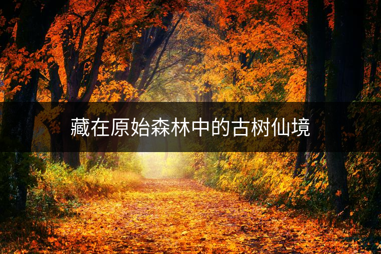 藏在原始森林中的古樹仙境 藏在原始森林中的古樹仙境