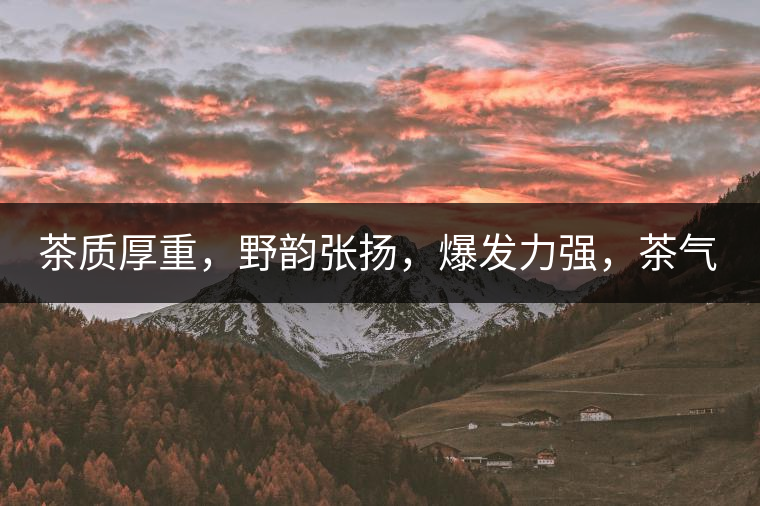 茶質厚重，野韻張揚，爆發(fā)力強，茶氣十足