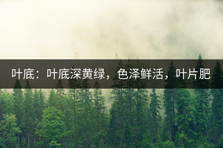 葉底:葉底深黃綠,色澤鮮活,葉片肥厚,梗莖肥壯,而且非常柔韌。 葉底:葉底深黃綠,色澤鮮活,葉片肥厚,梗莖肥壯,而且非常柔韌。