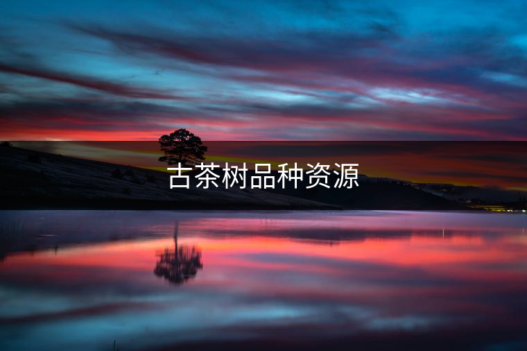 古茶樹品種資源 古茶樹品種資源