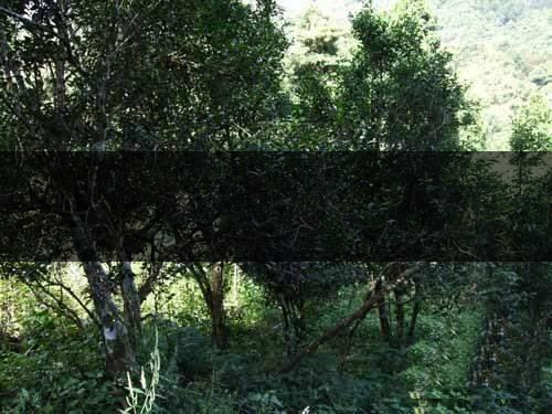 云南省昆明市茶業簡述(四) 云南省昆明市茶業簡述(四)