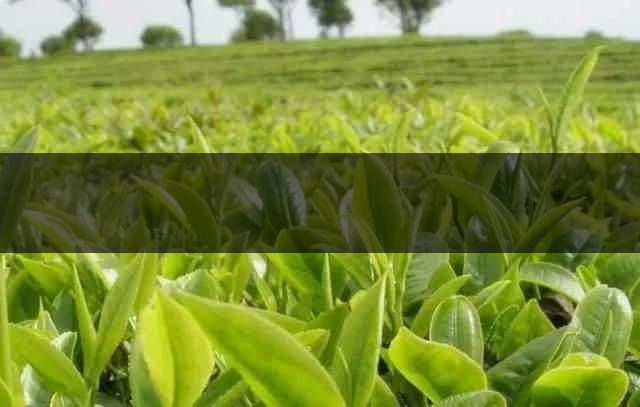 云南省昆明市茶業簡述(三) 云南省昆明市茶業簡述(三)