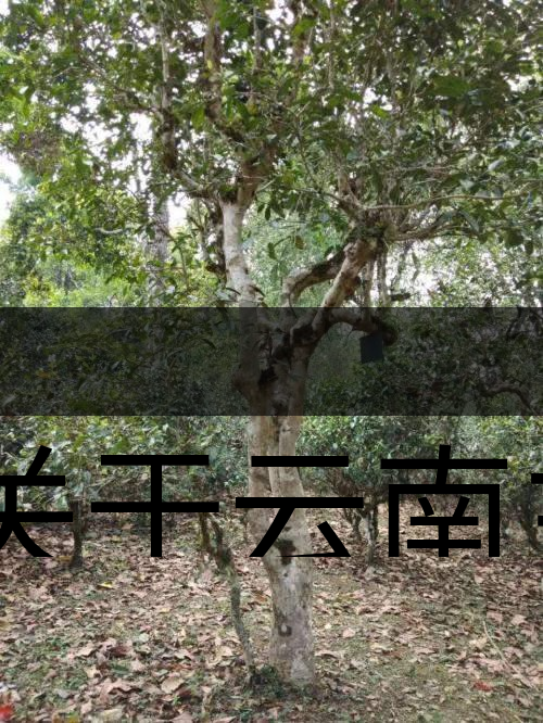 有關于云南主要茶產區（臨滄市）的介紹！