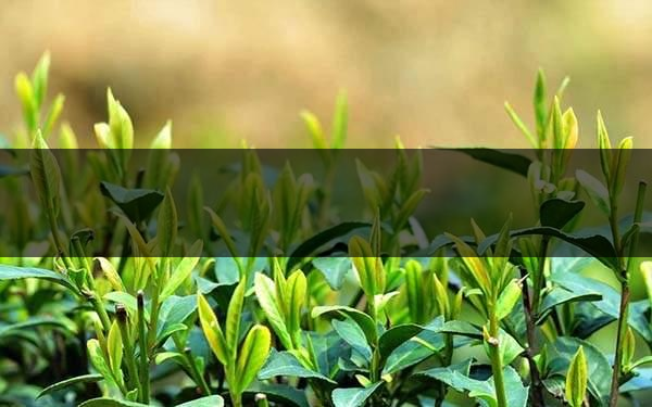 不同的身體癥狀分別該喝什么茶? 不同的身體癥狀分別該喝什么茶?