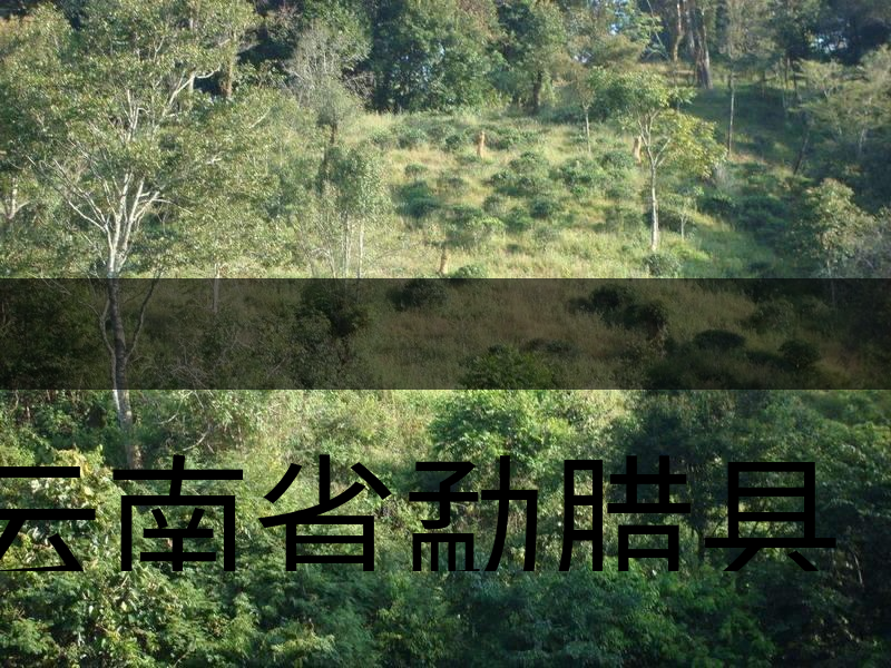 云南省勐臘縣茶業簡述 云南省勐臘縣茶業簡述