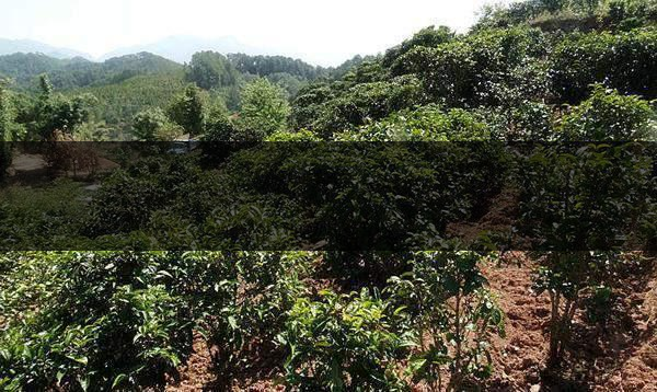 云南省鎮沅縣茶業概況簡述（第三講）