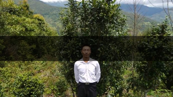 云南省景東縣茶業概況簡述(第五章) 云南省景東縣茶業概況簡述(第五章)