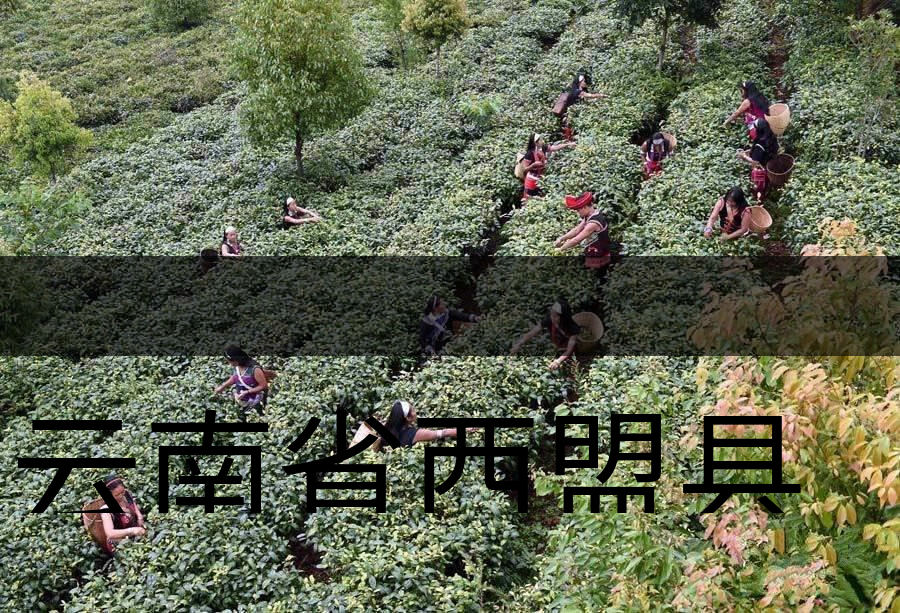 云南省西盟縣茶業概況簡述(下篇) 云南省西盟縣茶業概況簡述(下篇)
