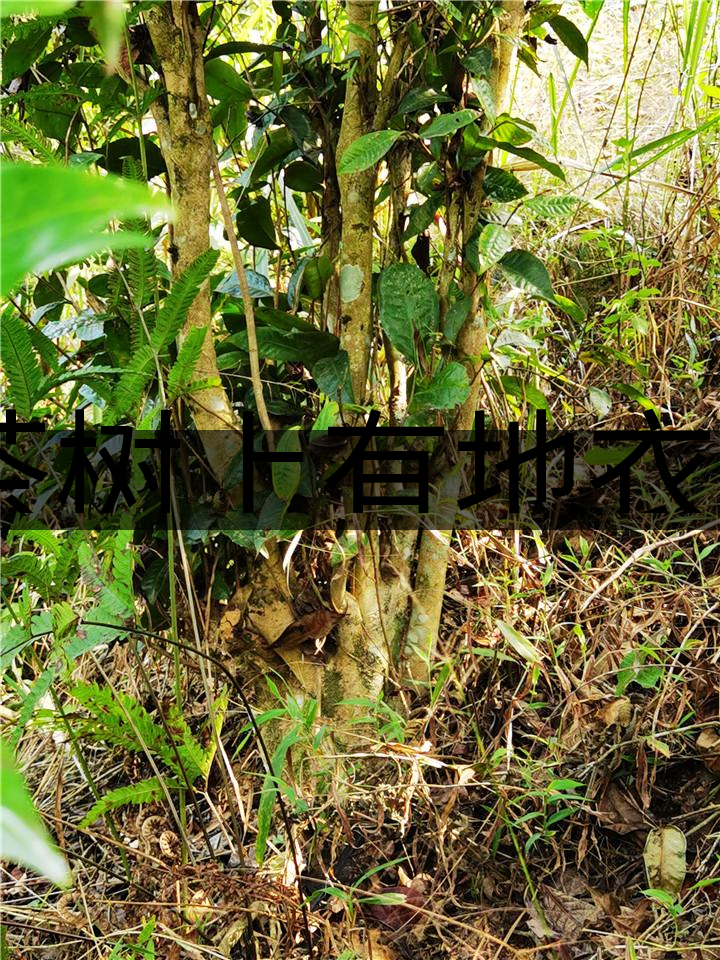 茶樹上有地衣或苔蘚是不是有害的？