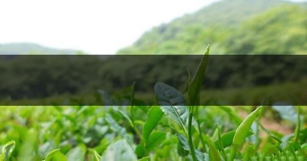 云南省騰沖市茶業概況簡述 云南省騰沖市茶業概況簡述