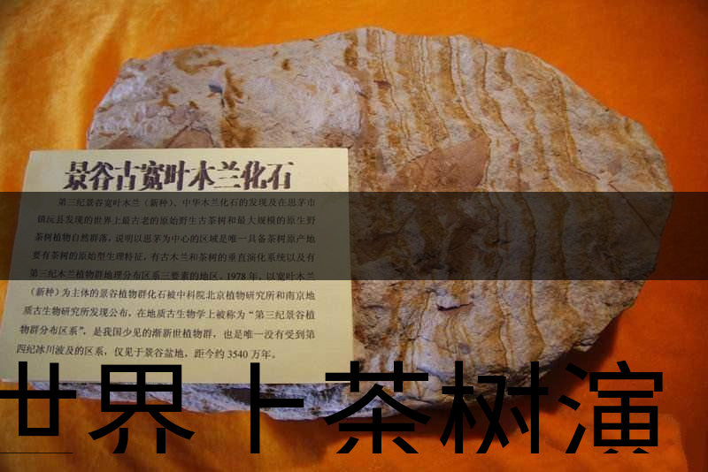 世界上茶樹演化的始祖是不是寬葉木蘭化石? 世界上茶樹演化的始祖是不是寬葉木蘭化石?