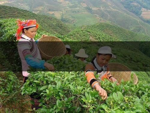 云南省麗江市茶業概況簡述 云南省麗江市茶業概況簡述