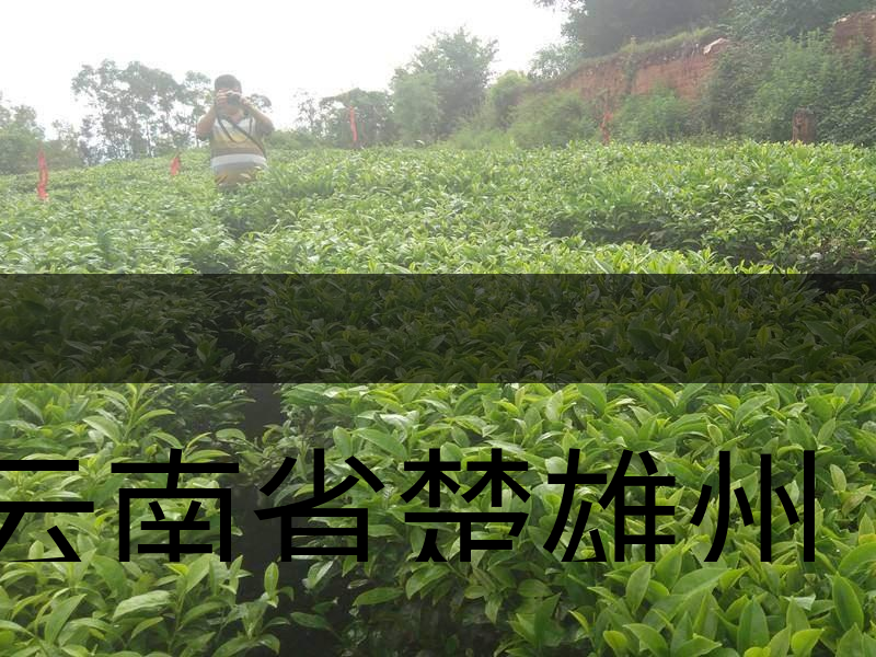 云南省楚雄州牟定縣茶業概況簡述 云南省楚雄州牟定縣茶業概況簡述