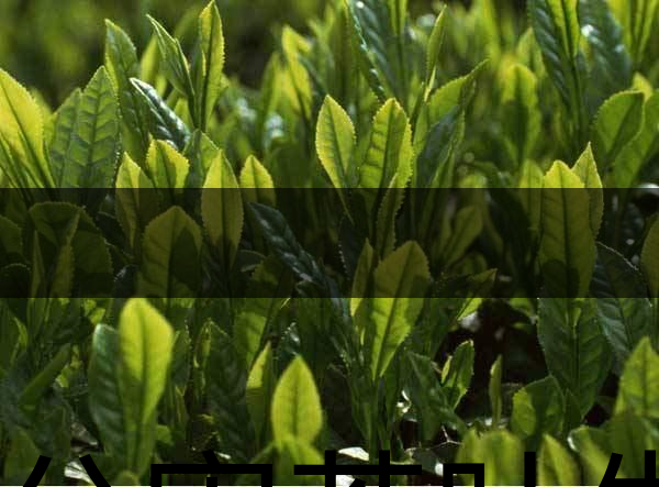 無公害茶葉生產規范的條件有哪些？（上篇）