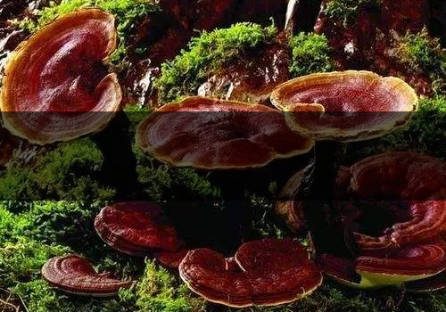 靈芝泡水一次放多少-上火還是降火 靈芝泡水一次放多少-上火還是降火