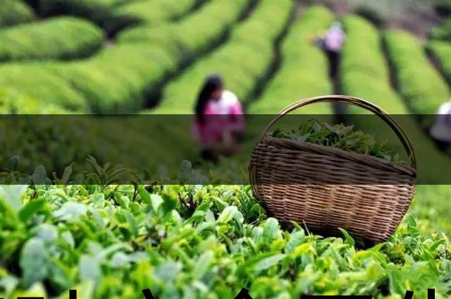 茶葉安全衛生與我國相關法規管理體系簡述（壹）-1