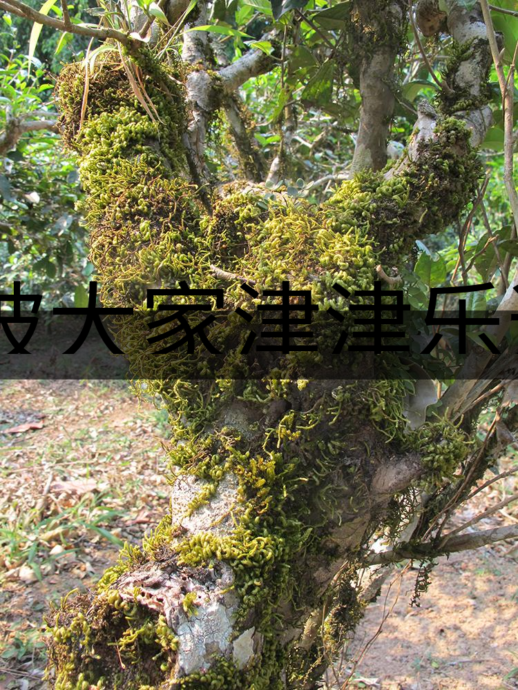 被大家津津樂道的森林茶,你知道是什么?-3-1 被大家津津樂道的森林茶,你知道是什么?-3-1