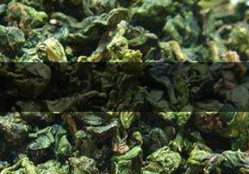 青茶什么時候泡好-怎么喝減肥-1 青茶什么時候泡好-怎么喝減肥-1