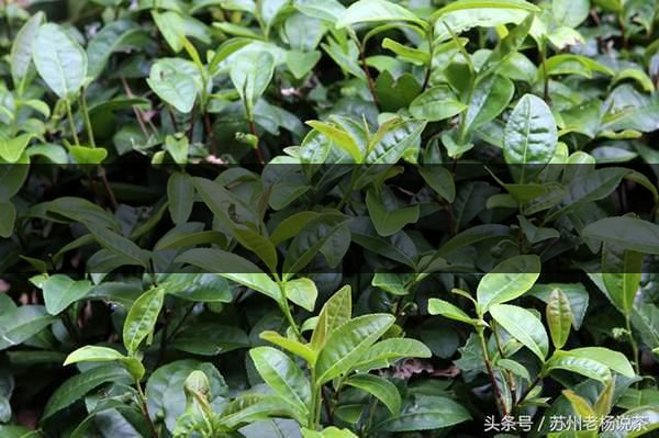 老楊說茶:什么是武夷山正巖茶的巖韻?-8-1 老楊說茶:什么是武夷山正巖茶的巖韻?-8-1