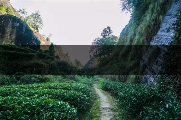 喝武夷山巖茶的香，什么是工藝香？-3