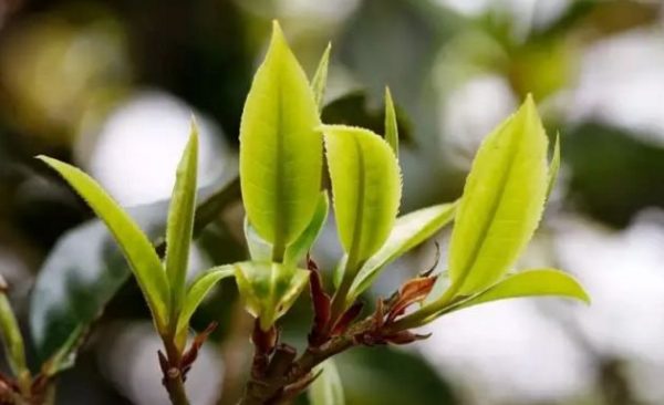 一杯刮風寨，邂逅山野之韻