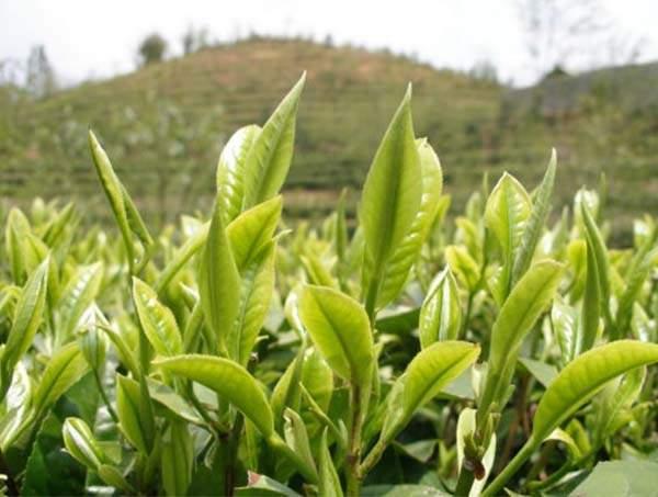 春茶到底好在哪里？