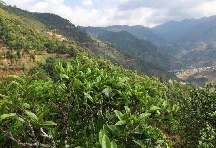 2021年冰島秋茶，你所需要知道的七個事實