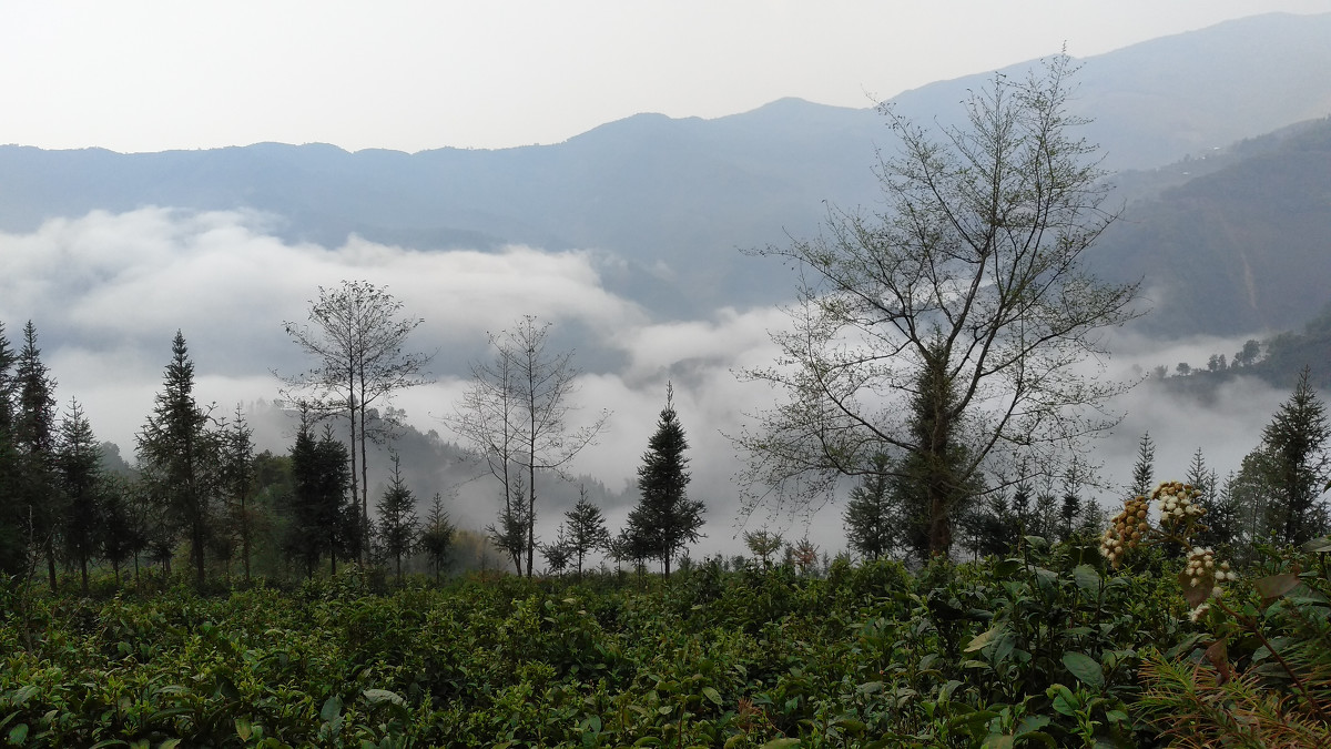 2021年大雪山古樹秋茶價格是多少？