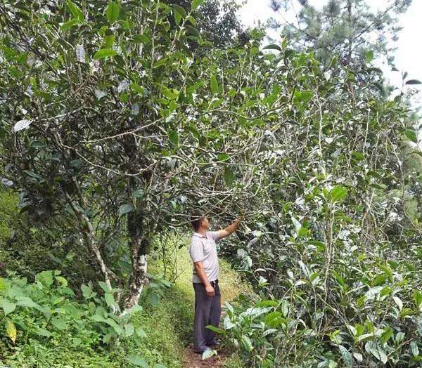 2021壩糯古樹秋茶藤條茶！不是樹種，而是這樣形成的！