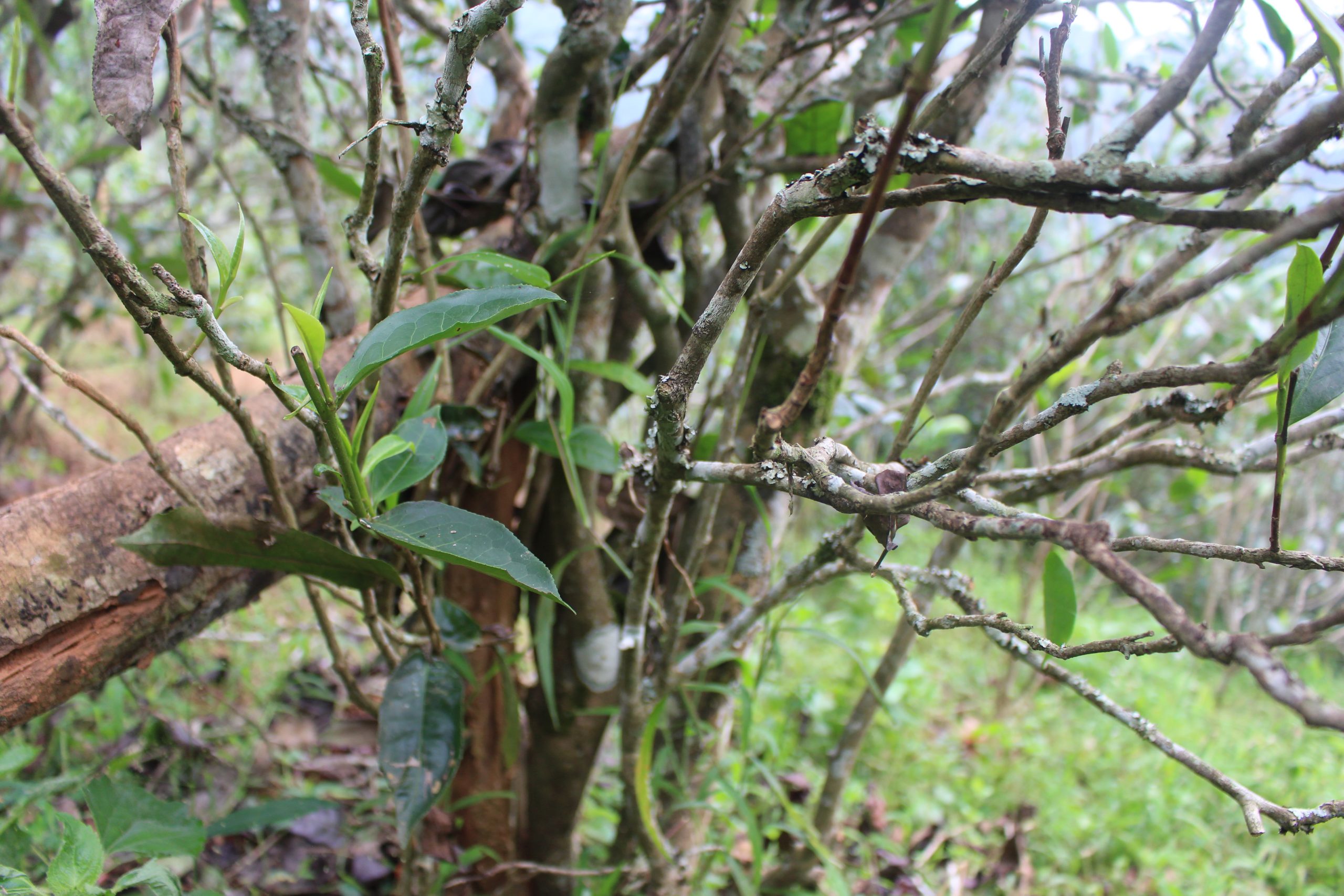 2021年壩糯古樹秋茶價格多少？